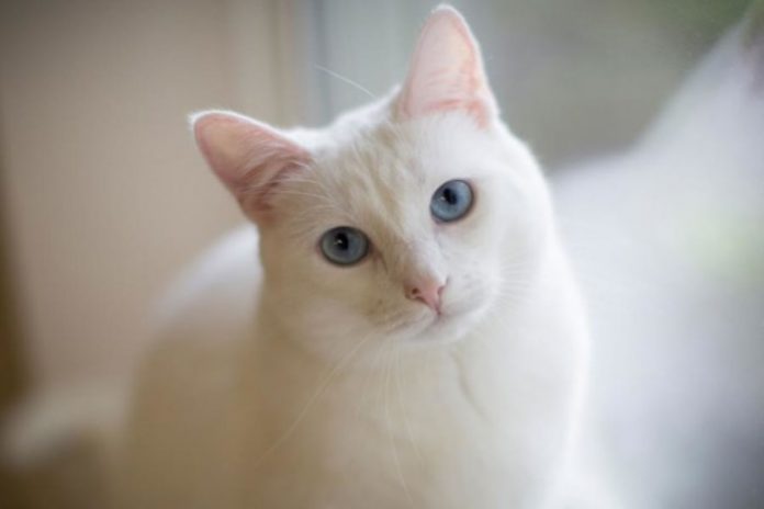 Lyme Disease in cats