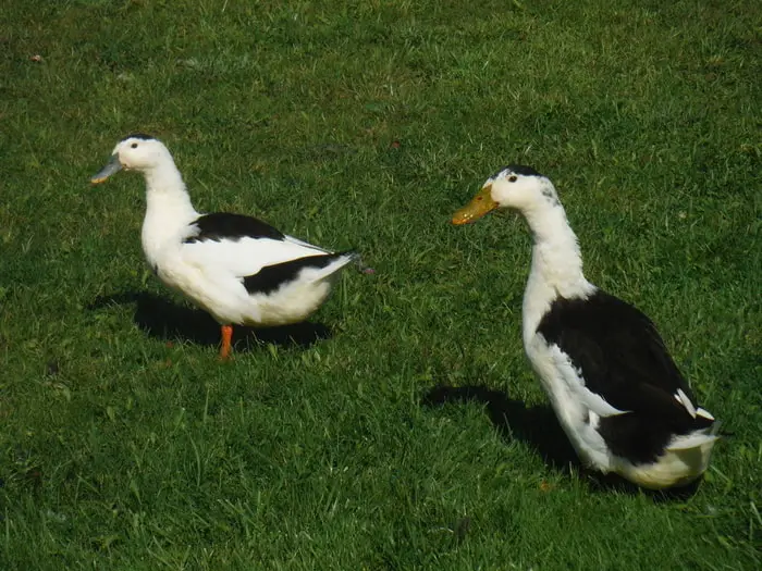 Magpie Duck