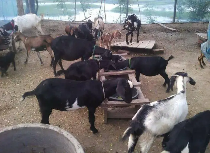 Management of Goats
