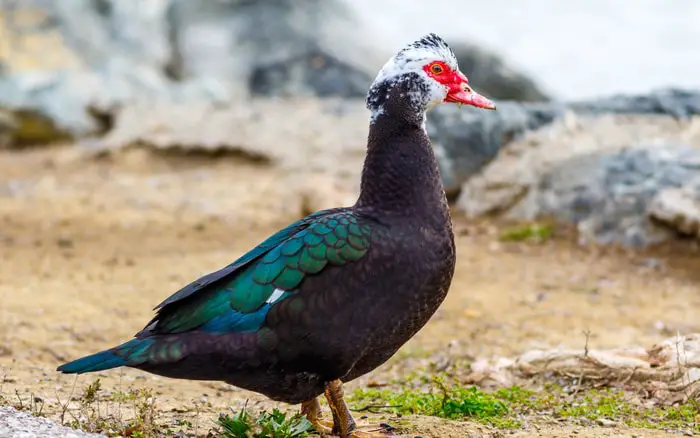 Muscovy Duck