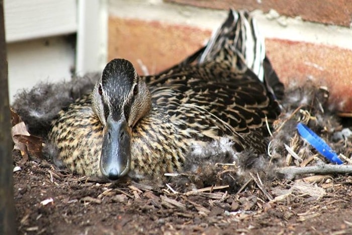Nesting Habit of Ducks