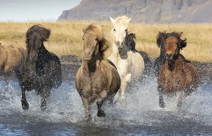 Origin and History of Icelandic Horse