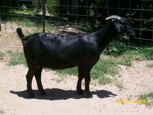 Origin of the Bengal Goats