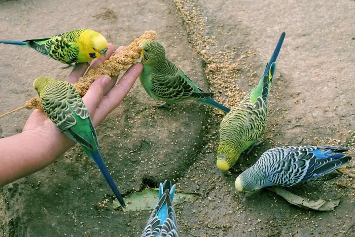 Parakeets