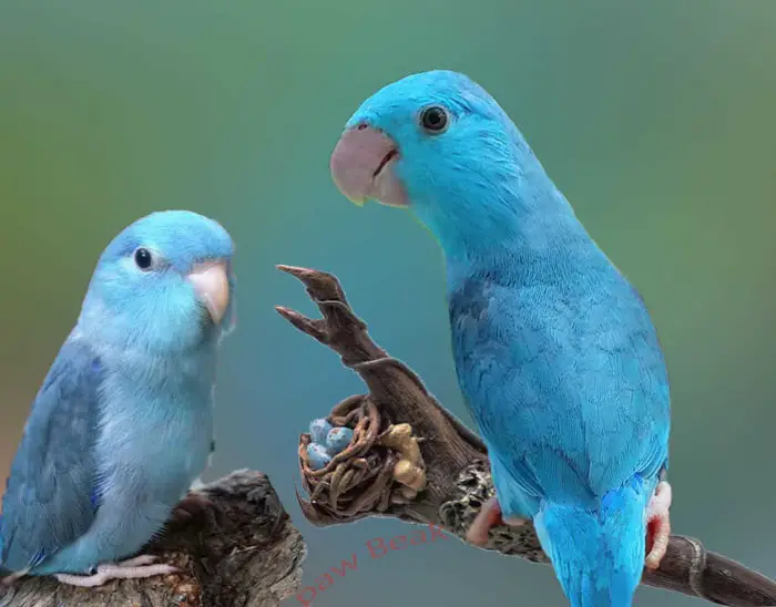 Parrotlet