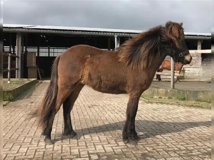 Physical Characteristics of Icelandic Horse