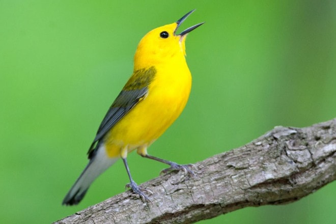 Prothonotary Warbler