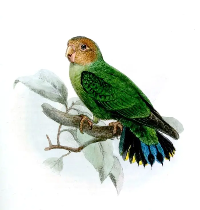 Pygmy Parrots