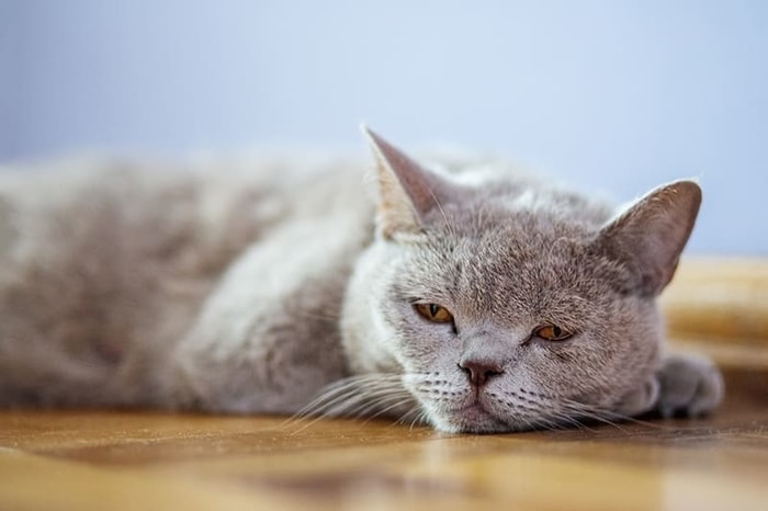 Pneumonia in Cats Causes, Signs, Diagnosis, Treatment, and Prevention
