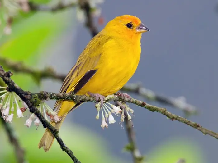 Saffron Finch