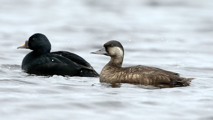 Scoter Duck