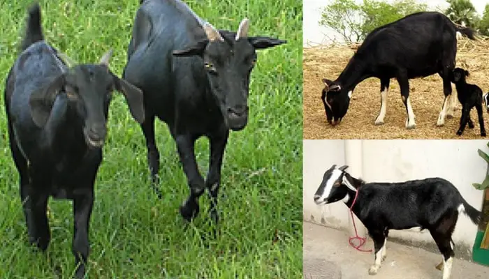 Sexual Maturity of Black Bengal Goats