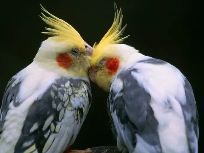 Small Parrots- Cockatiels