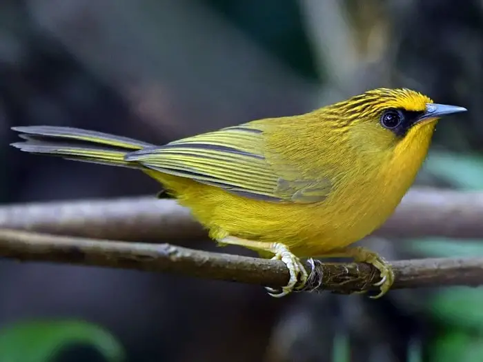 Small Yellow Birds- Golden Babbler