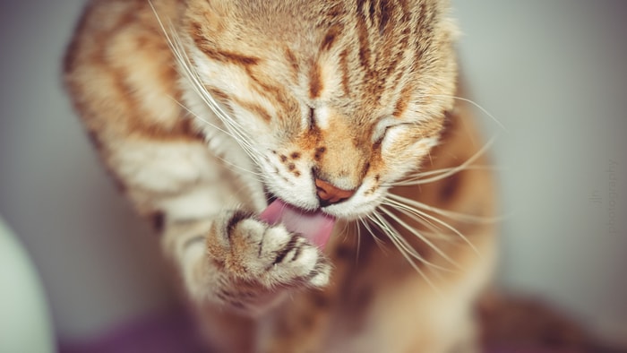 Treatment of Calicivirus Infection in Cats