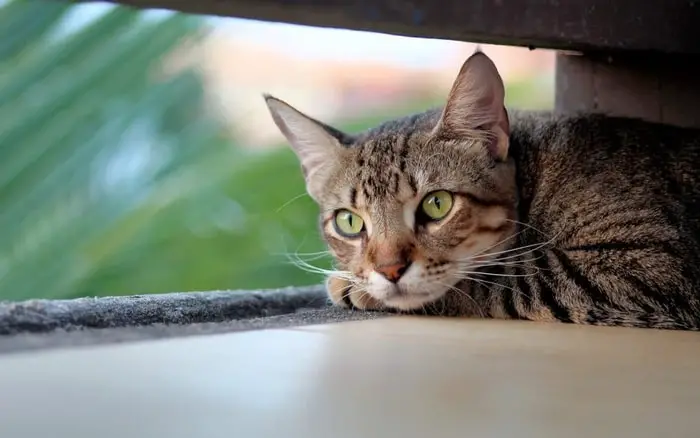 Treatment of Feline Herpes Virus-1