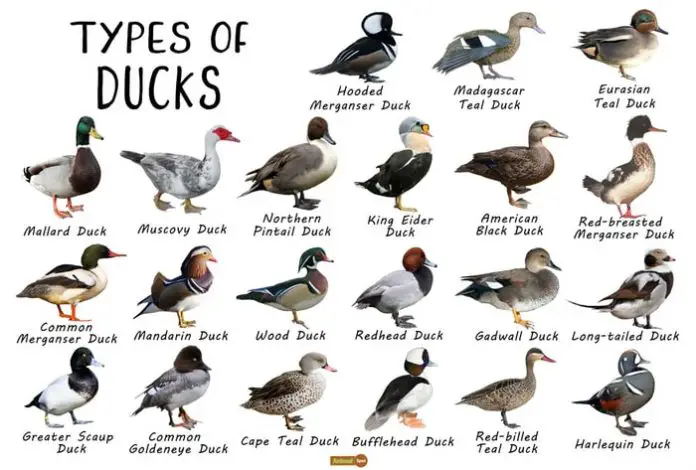 Types of Ducks Breeds