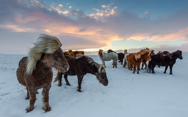 Uses of Horse of Iceland