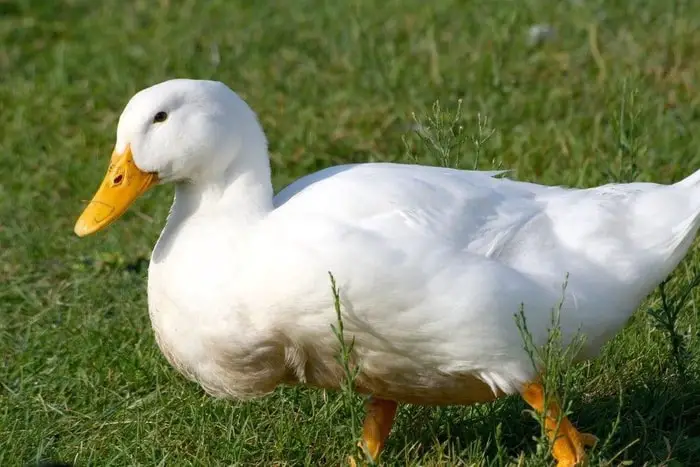 White Pekin Duck