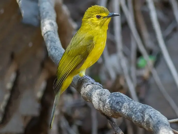 Yellow Browned Bulbul