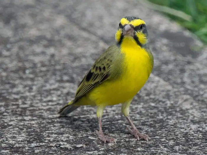 Yellow Fronted Canary