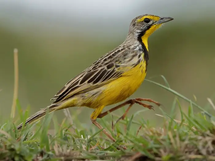 Yellow Throated Longclaw