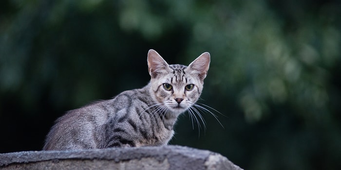 FIP