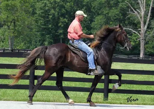 Ambling Gait of Horse