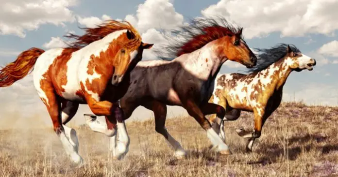 American Horse Breeds