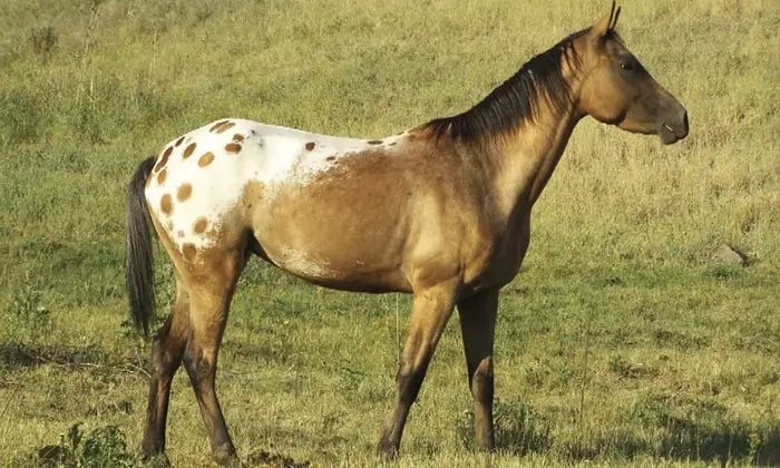 American Horse Breeds- Nez Perce