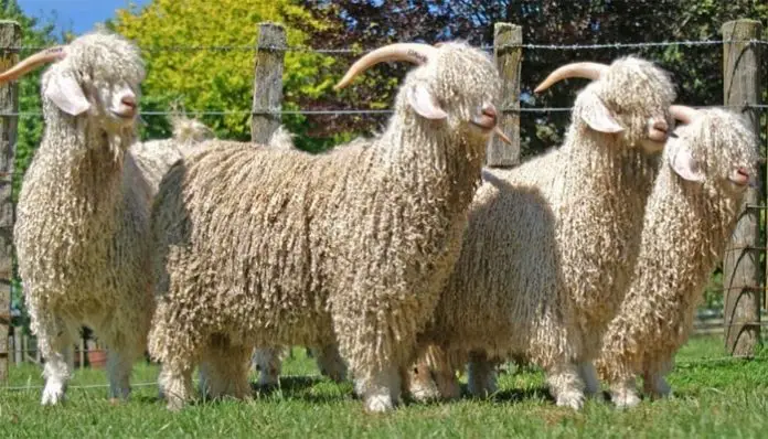 Angora Goat