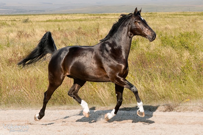 Beautiful Hannoveraner Horse