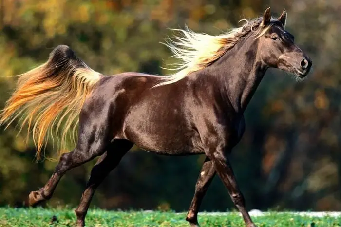 Beautiful Rocky Mountain Horse