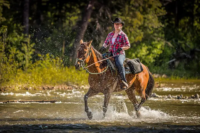 Behavior of RM Horse