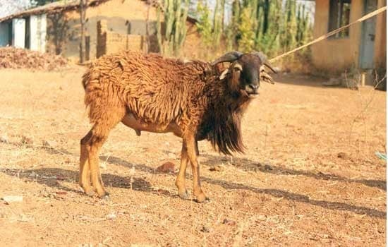 Bellary Sheep