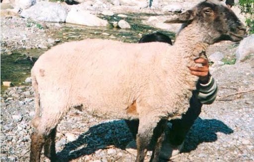 Bhakarwal Sheep Breeds