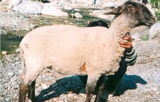 Bhakarwal Sheep Breeds