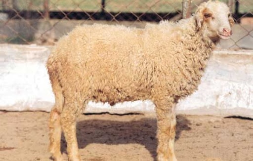 Bikaneri Sheep