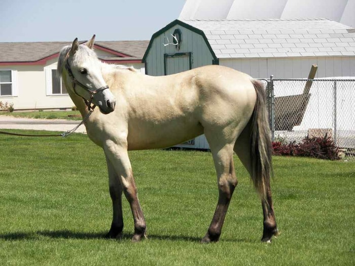 Blazer Horse Breed