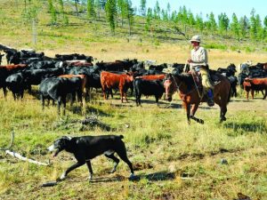 Rabies in Cattle: Causes, Signs, Transmission, Prevention, and Control
