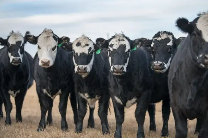 Bovine Rotavirus