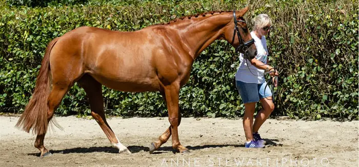 Care and Management of Horse