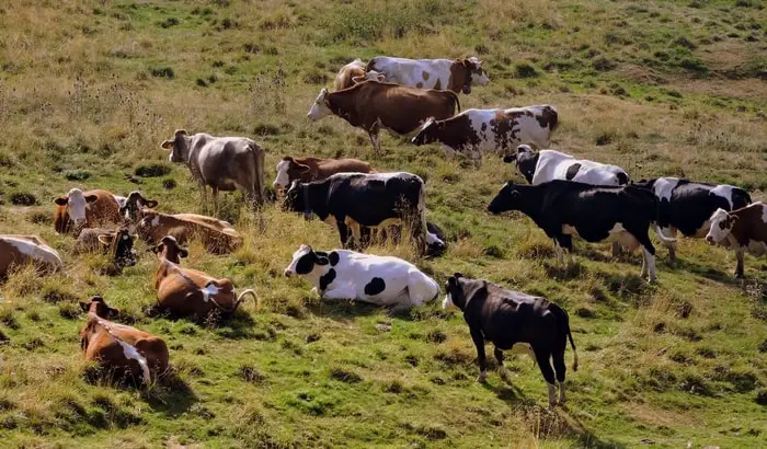 Cattle Herd