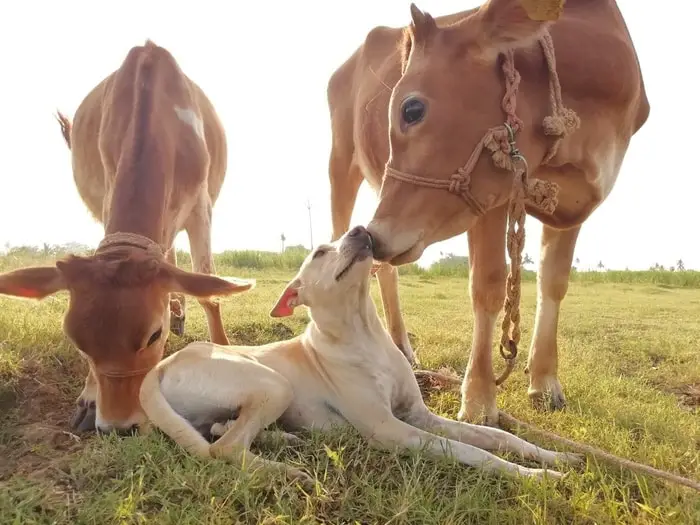 Causes of Rabies in Cattle