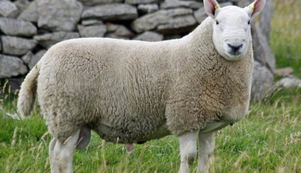 Cheviot Sheep