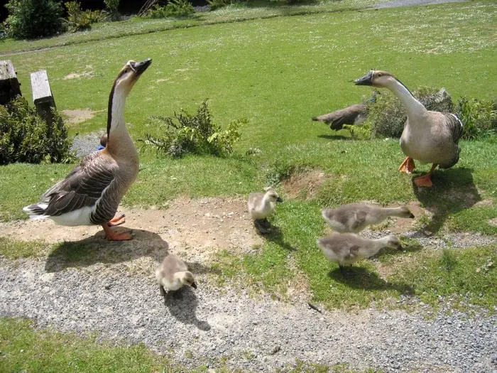 Chinese Goose