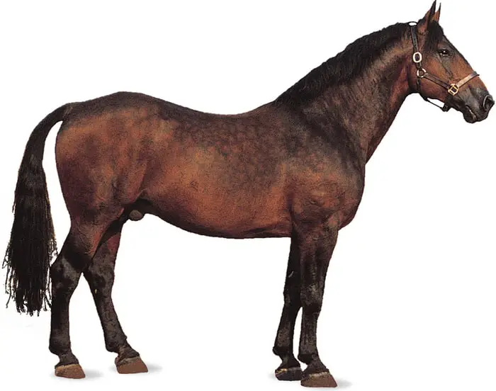 Cleveland Bay Horse Breed