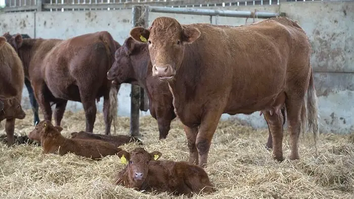 Clinical Signs of Vibriosis in Cattle