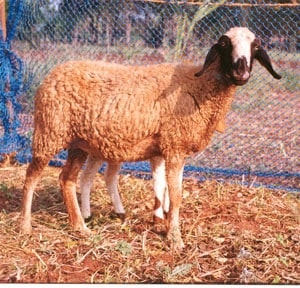 Coimbatore Sheep