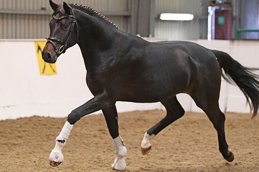 Color and Markings of Hanoverian